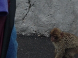 Monkey At Gibraltar 2